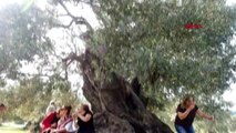 Ayvalık'ta 1100 yaşındaki anıt zeytin ağacı tescillendi