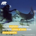 TOP 5 Shark Myths Busted - Naturee Wildlife