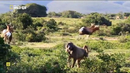 Superdefensa Animal - Dientes y Garras