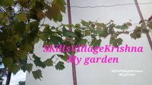 My home garden grapes  plant| skills village Krishna