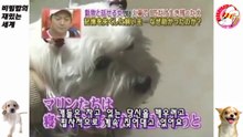 11★[마린] 화재때 홀로 살아남은 개