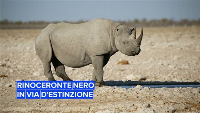 Perché dobbiamo salvare i rinoceronti neri