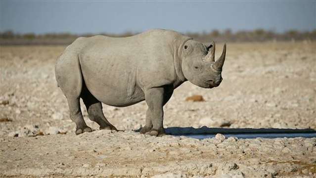 Spitzmaulnashörner sind vom Aussterben bedroht