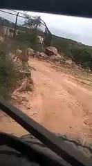 Un lion courait furieusement derrière une jeep