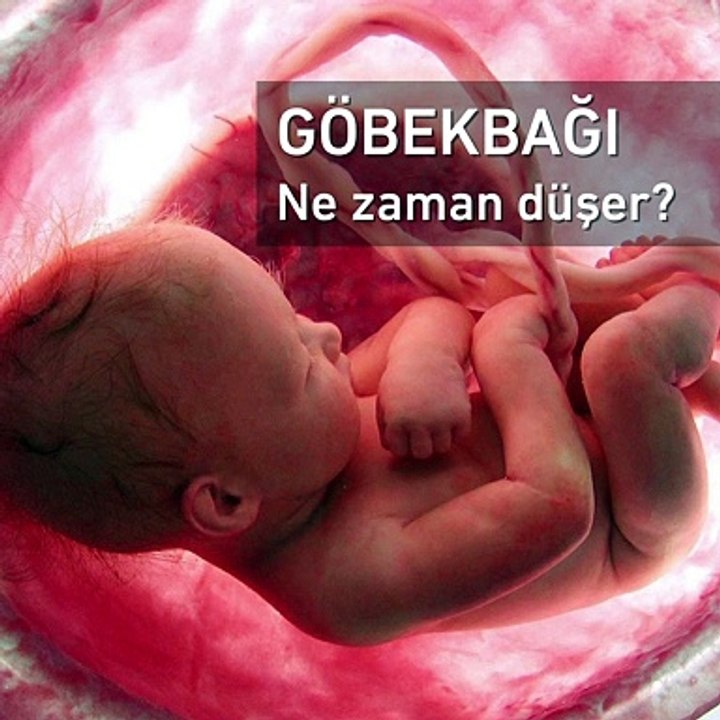 Göbek bağı ne zaman düşer - www.irfantarhan.com