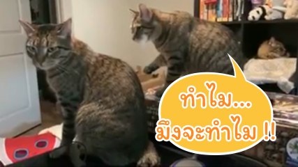 ทำไม..มึงจะทำไม !! น้องแมวสายกร่าง โบกกบาลเพื่อน ข้อหาหมั้นไส้