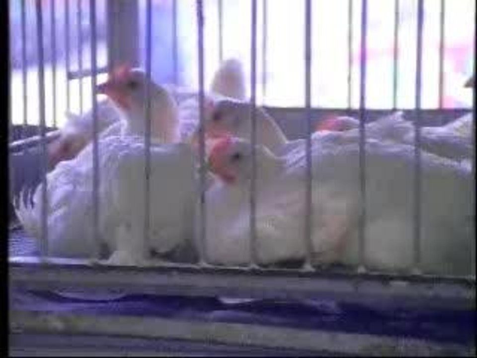 David Blaine - chicken magic trick