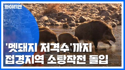 [뉴스큐] '멧돼지 저격수'까지...접경지역 소탕작전 돌입 / YTN