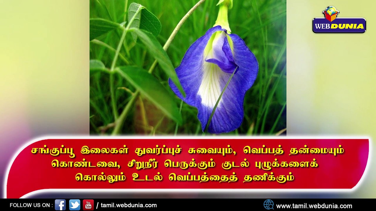 சங்குப்பூவின் அரிய மருத்துவ குணங்கள்...!