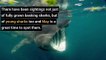Sharks - Seven places in Scotland to see basking sharks