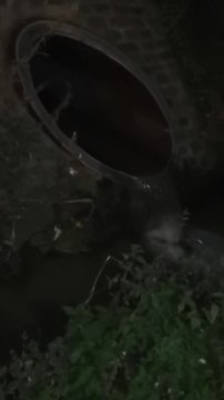 Frameries: des activités nocturnes sur le site de Clarebout Potatoes