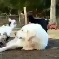 Ces chèvres jouent à monter sur le dos d'un chien et ça n'a pas l'air de lui déplaire