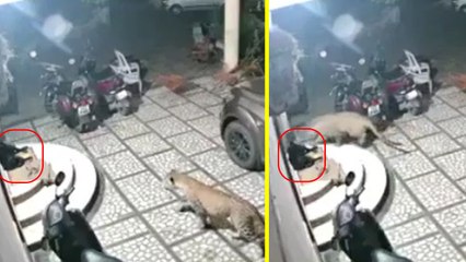 घर के दरवाजे पर सो रहे कुत्ते को तेंदुए ने नोंचा, देखें डरावना वीडियो