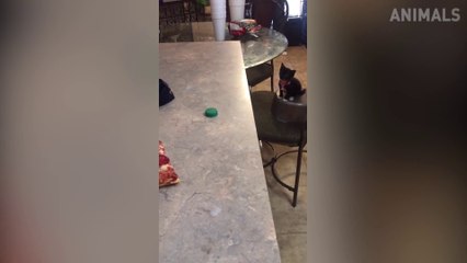 Try Not To Laugh 2019  Funny Cat Compilation  Funny Animals Videos