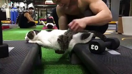 Ce félin s'adonne à son jeu favori, faire des pompes