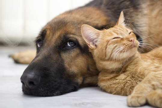 Plutôt chiens ou chats ? Votre réponse définit votre personnalité