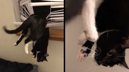 This Kitty's Just Hanging Out