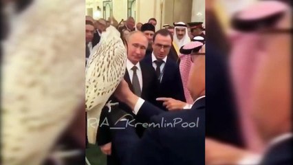 Putin'in Suudi Kral Selman’a hediye ettiği kuş, halıya pisledi