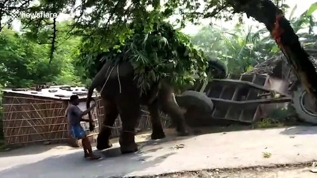 Furious elephant flips over tractor that hit it on north Indian road