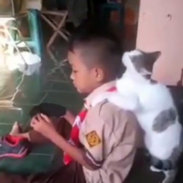 Ce chat aime décidément son petit-maitre regardez le au petit soin
