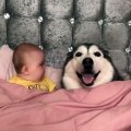 Ce bébé part dans un fou rire hystérique en voyant son chien faire ceci