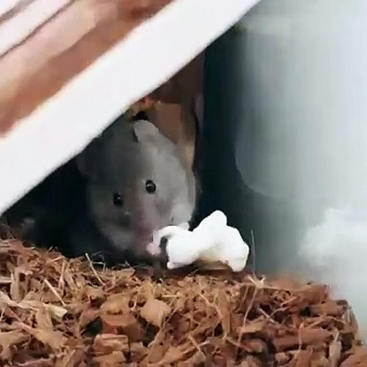 La souris se déchaîne sur un gros morceau de pop-corn. Elle en oublie tout le reste et en tombe à la renverse!