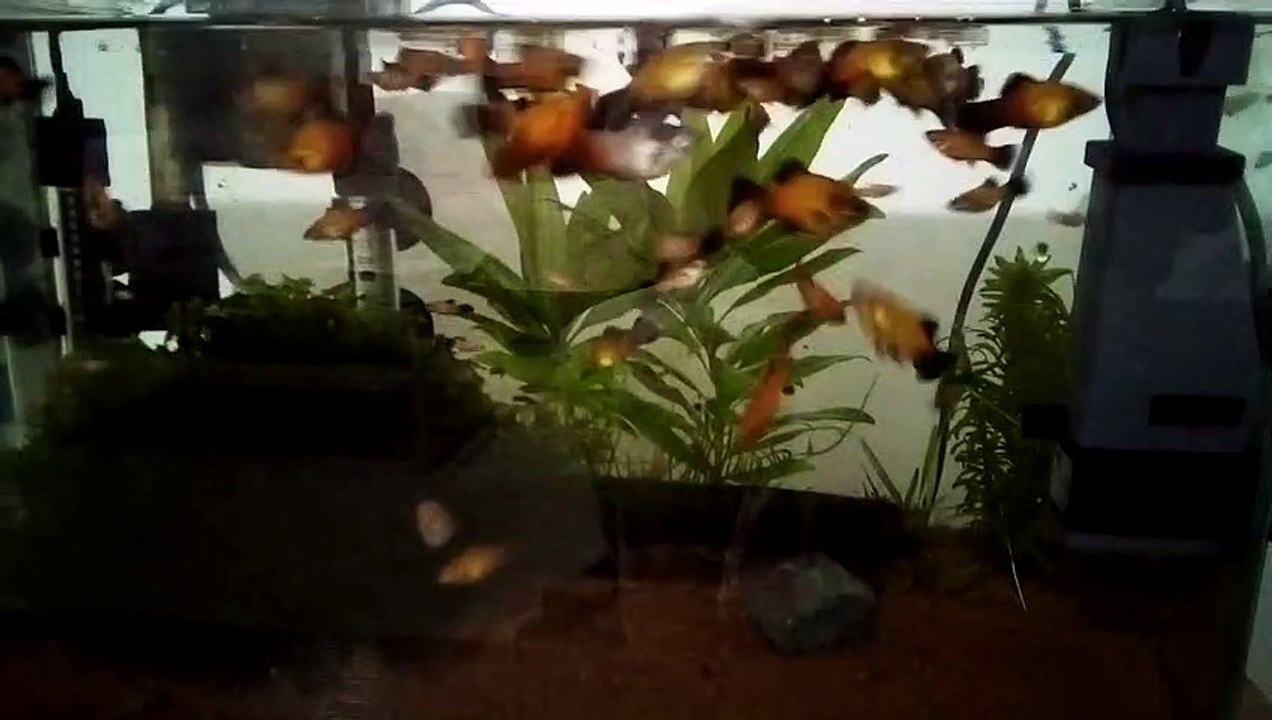 Aquário de Peixes Platy. #06