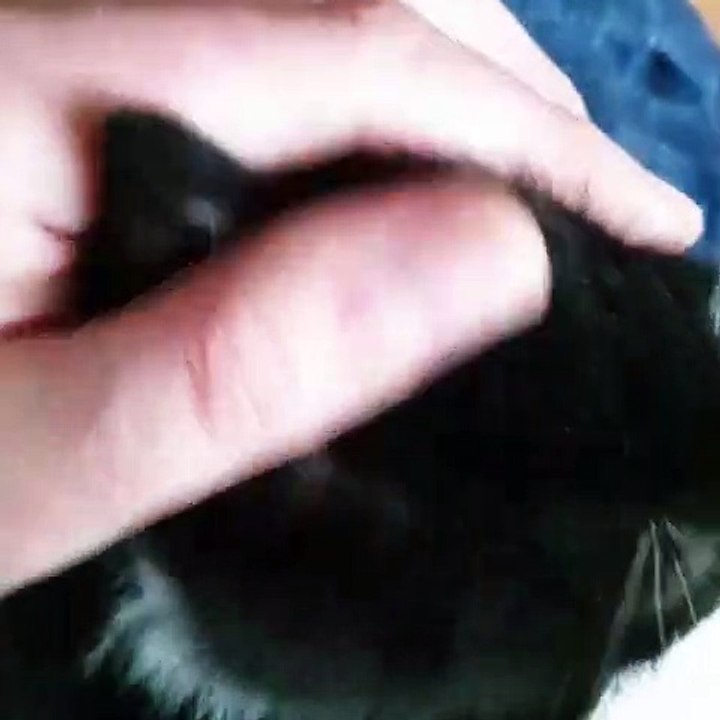 Overdose de caresses ! Ce chat s'endort plutôt vite