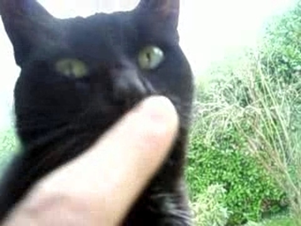 Mes branleurs de chats - Part 2