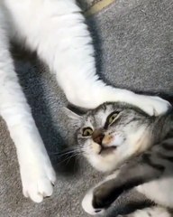 Le pire chat de tous les temps; toujours à chercher des noises