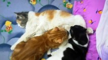 Kitties breastfeeding from mother cat