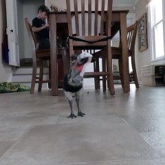 Cette petite autruche adore vraiment les chaussettes