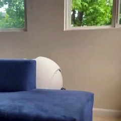 Ce félin et sa maîtresse forment un incroyable duo