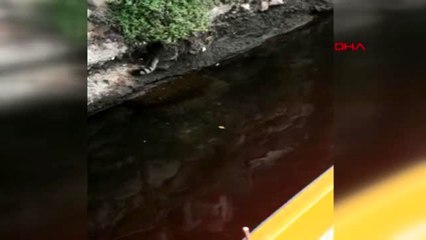 Çanakkale kedinin balığı avlama anı kamerada