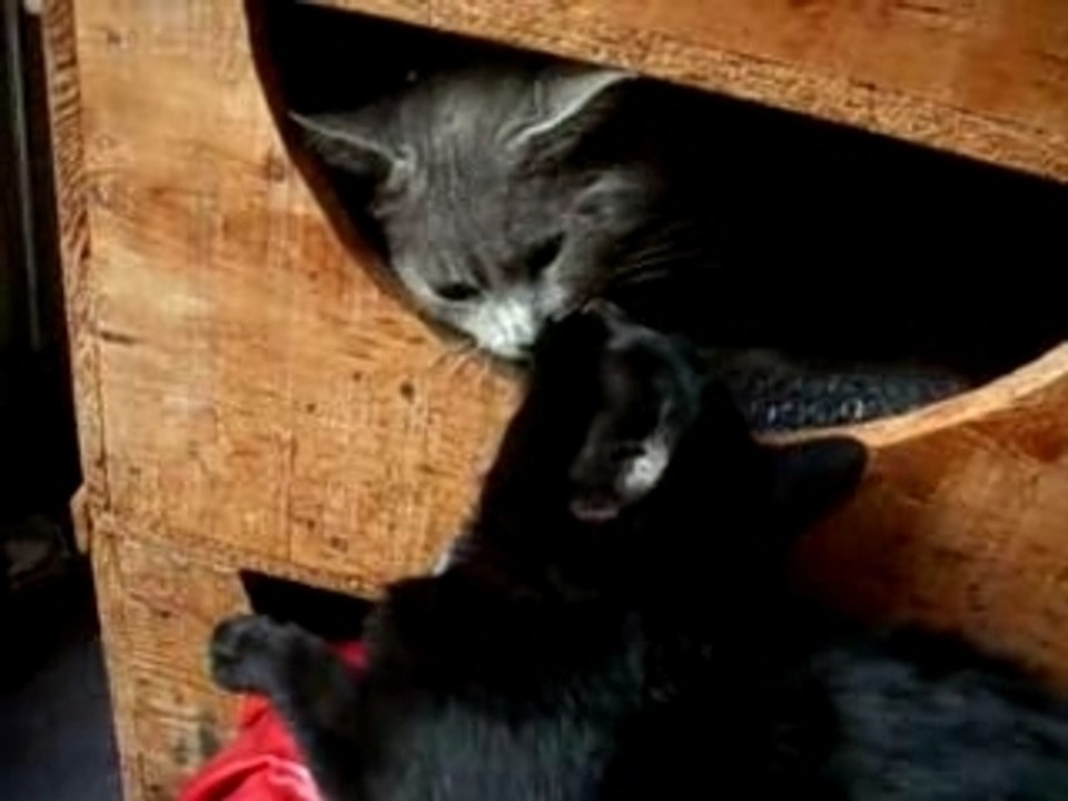 Mes branleurs de chats - Part 1