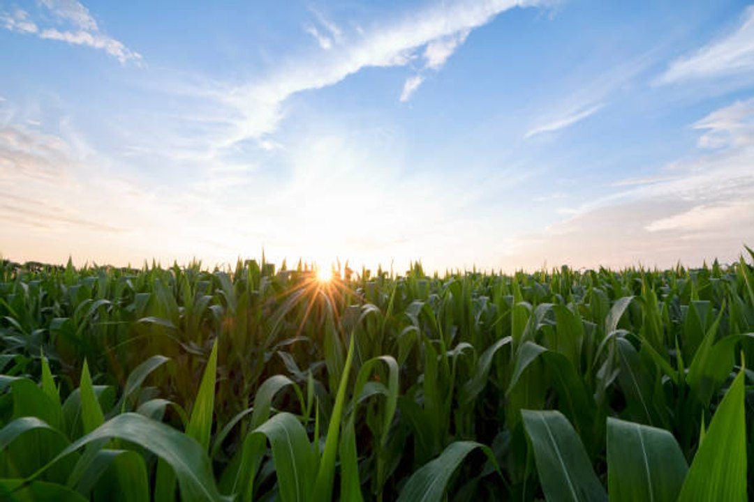 Klimatarier: die neue ökologisch verantwortliche Ernährungsweise