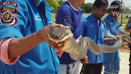 Cobra-rei é capturada em esgoto na Tailândia