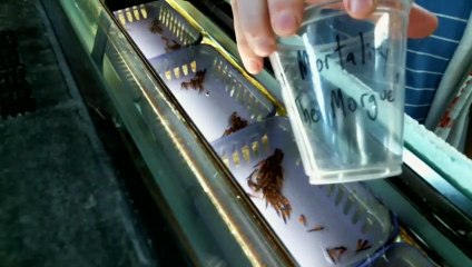 EPCAMR's Trout Tank Bring out your Dead 10/15/19