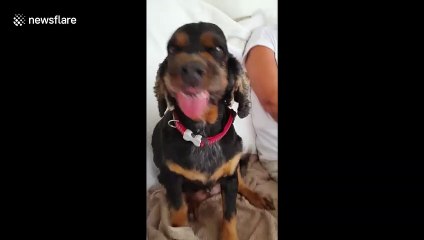 UK dog leaves her owner in hysterics with its unusual smile