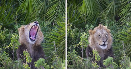 Un photographe surpris par un lion qui rugit fort devant lui, avant de lui sourire avec un clin d'oeil