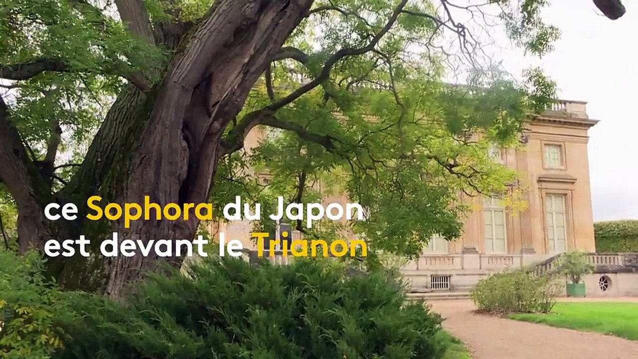 Versailles : des arbres admirables qui racontent l'histoire du château