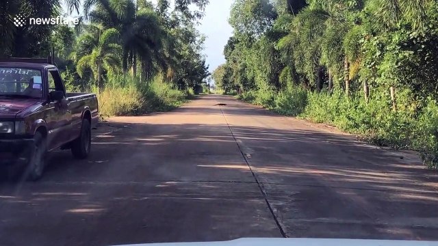 Dashcam video of monitor lizard crossing road in Thailand