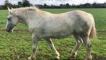 Seize percherons vendus aux enchères