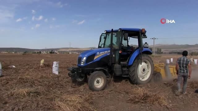 Niğde'de 2 çeşit yerli patates hasadı yapıldı