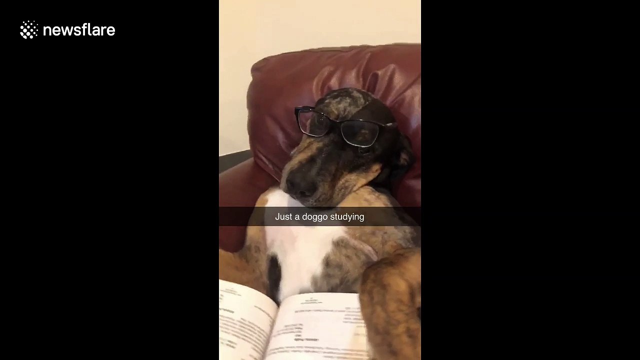 Genius dog needs to study