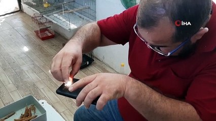 Muhabbet Kuşu Yumurtasında İlk Kalp Atışı Görüntülendi