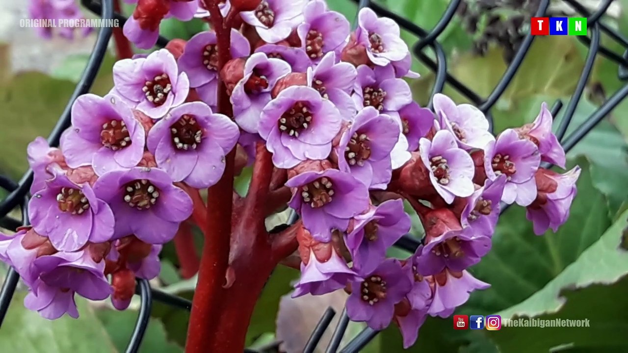 H_Flowers