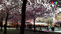 #Cherry #Blossoms #Stockholm #Sweden