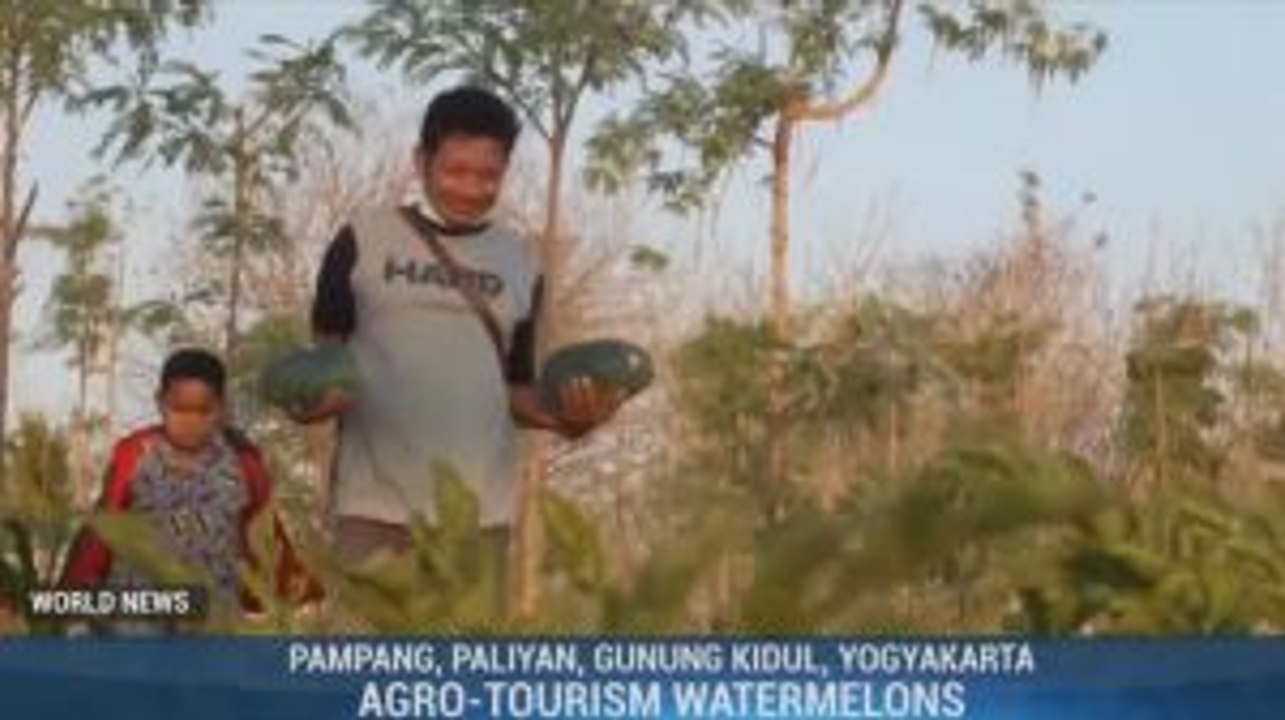 Agrotourism Watermelons in Gunungkidul