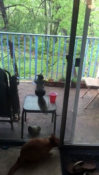 Quand un écureuil vient regarder à la fenêtre : Zoo inversé